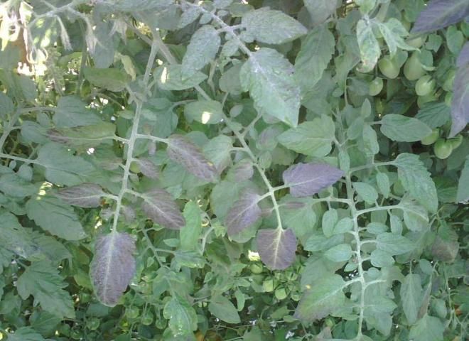Figure 1. Initial interveinal purpling of tomato leaf.